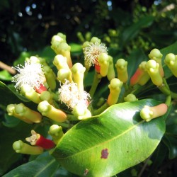 Clove - Seeds