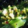 Clove - Seeds