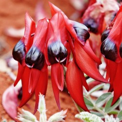 Sturt's Desert pea - Seeds