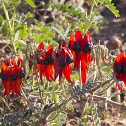 Sturt's Desert pea - Seeds