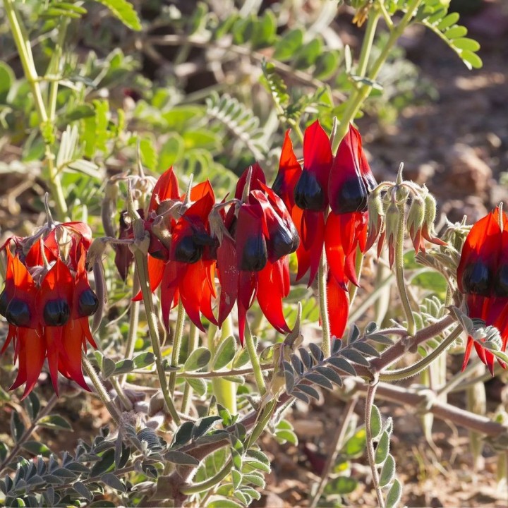 Sturt's Desert pea - Seeds