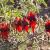 Sturt's Desert pea - Seeds