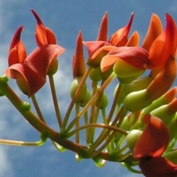 Rouge de Réunion, Red - Seeds