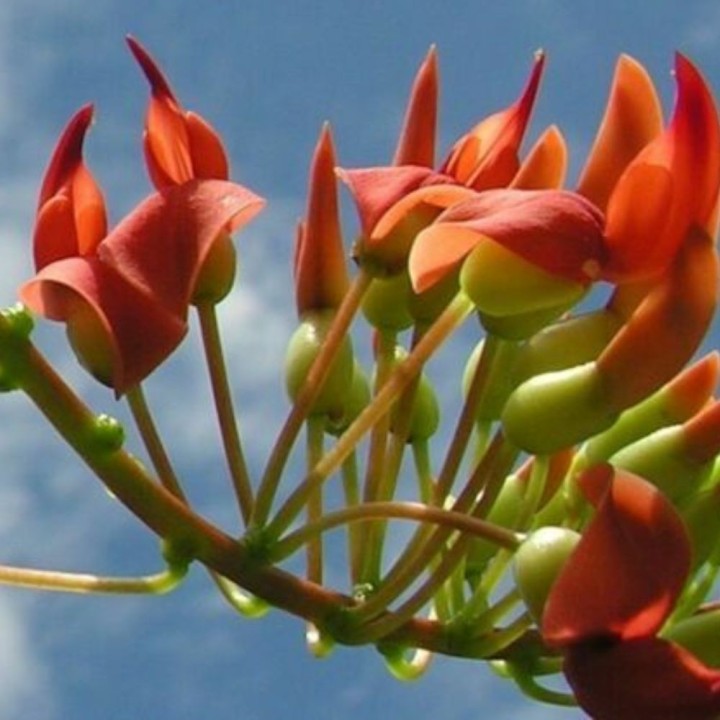 Rouge de Réunion, Red - Seeds