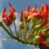 Rouge de Réunion, Red - Seeds