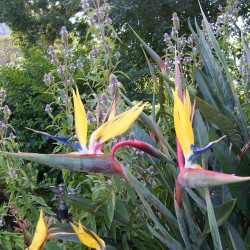 Yellow bird of paradise flower - Seeds