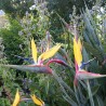 Yellow bird of paradise flower - Seeds