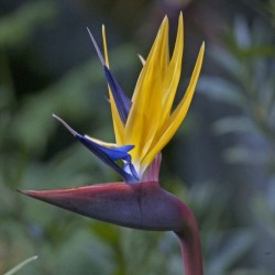 Yellow bird of paradise flower - Seeds