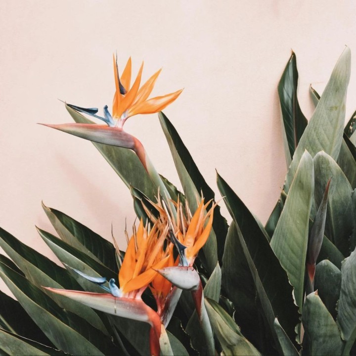 Bird of paradise - 5 seeds