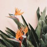Bird of paradise - Seeds