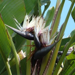 Giant white bird of paradise - Seeds