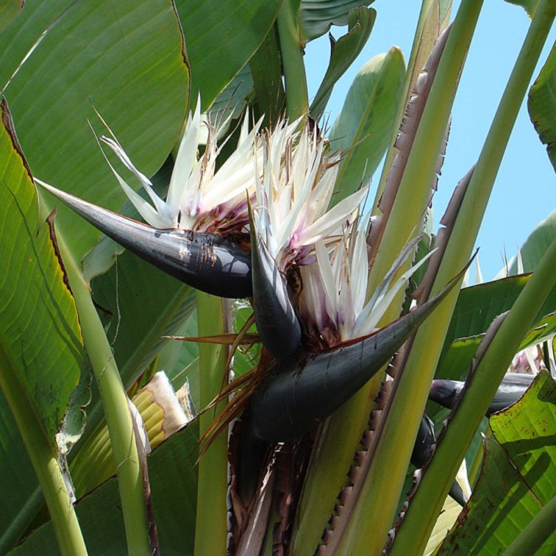 Giant white bird of paradise - Seeds