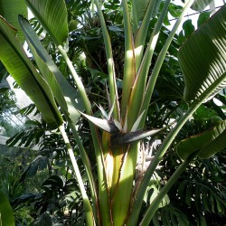Giant white bird of paradise - Seeds