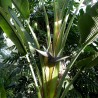 Giant white bird of paradise - Seeds