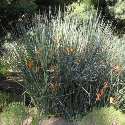 Narrow-leaved bird of paradise - Seeds