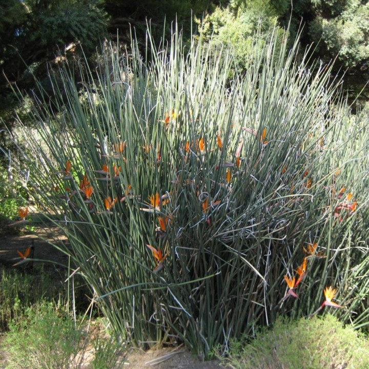 Narrow-leaved bird of paradise - Seeds