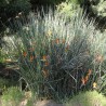 Narrow-leaved bird of paradise - Seeds