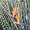 Narrow-leaved bird of paradise - Seeds