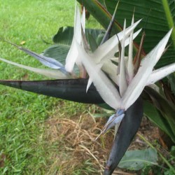 Mountain strelitzia - Seeds