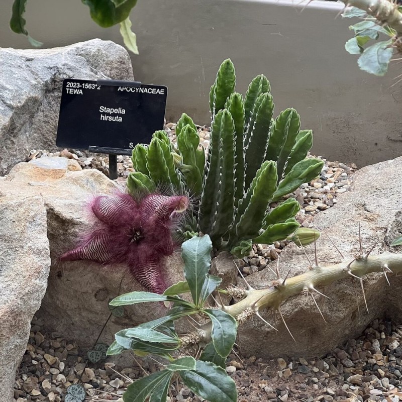 Carrion flower - Seeds