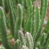 Carrion flower - Seeds
