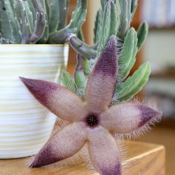 Giant carrion flower - Seeds