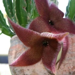 Giant carrion flower - Seeds