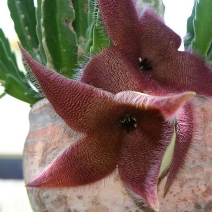 Giant carrion flower - Seeds
