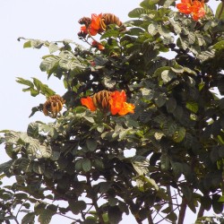 African Tulip Tree - Seeds