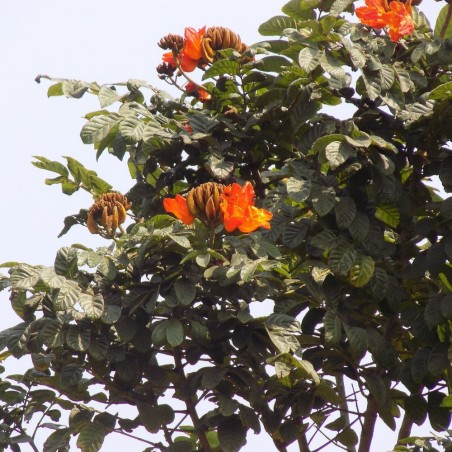 African Tulip Tree - Seeds