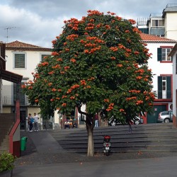 African Tulip Tree - Seeds