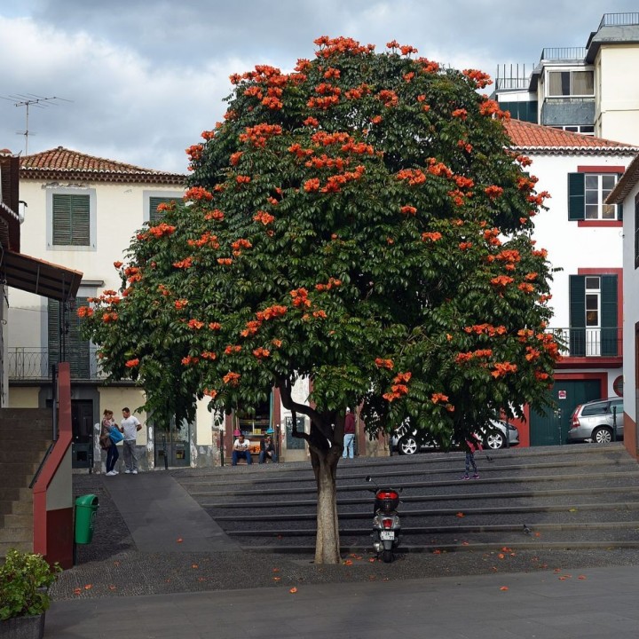 African Tulip Tree - Seeds