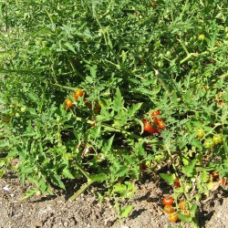 Currant tomato - Seeds