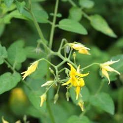Currant tomato - Seeds