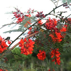 Red sesbania - Seeds