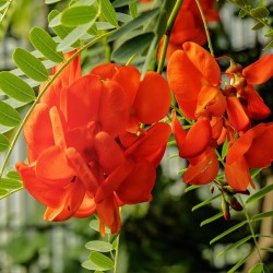 Red sesbania - Seeds