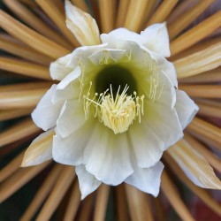 Queen of the Night - Seeds