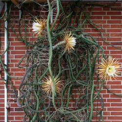 Queen of the Night - Seeds