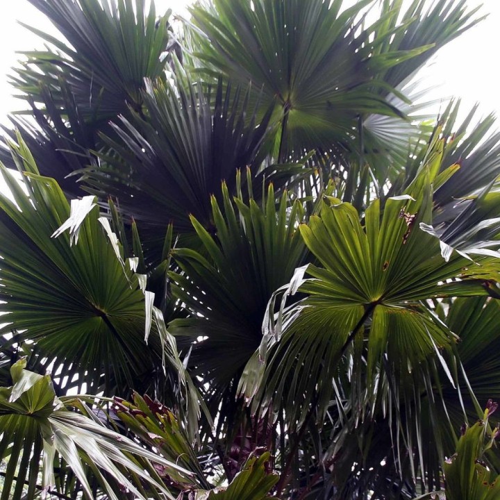 Footstool palm - Seeds