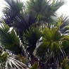 Footstool palm - Seeds