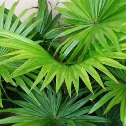 Footstool palm - Seeds