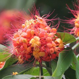 Ashoka - Seeds