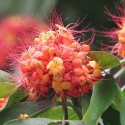 Ashoka - Seeds