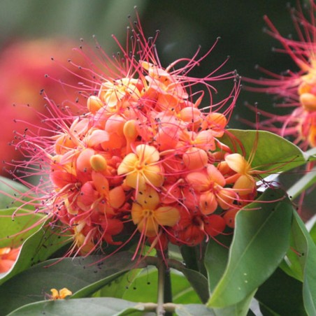 Ashoka - Seeds