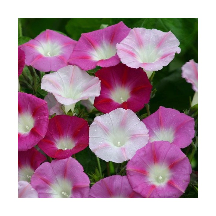 Ipomoea purpurea 'La Vie en Rose'