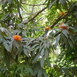 Ashoka - Seeds