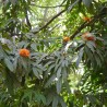 Ashoka - Seeds