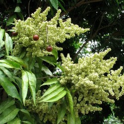 Soapberry - Seeds