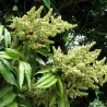 Soapberry - Seeds