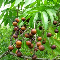Soapberry - Seeds